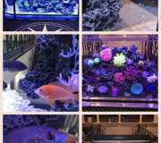 Atlantis Fish Tank
