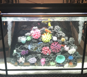 Fish Tank