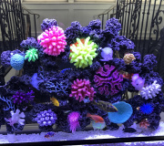 Fish Tank